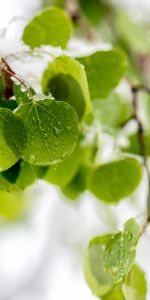 Bois,Nature,Neige,Branche,Feuilles,Arbre