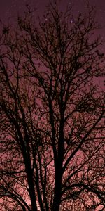 Tree,Nature,Wood,Stars,Night,Starry Sky