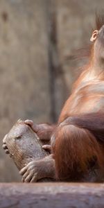 Tree,Orangutan,Wood,Monkey,Animals