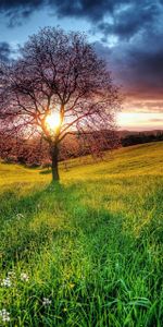 Champ,Coucher De Soleil,Domaine,Bois,Arbre,Sky,Nature,Paysage