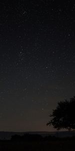 Tree,Starry Sky,Wood,Sky,Night,Dark