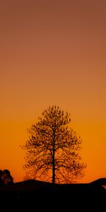 Tree,Sunset,Wood,Nature,Silhouette,Dark