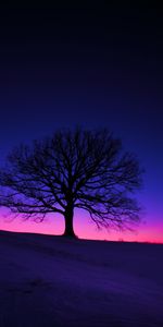 Domaine,Bois,Arbre,Champ,Crépuscule,Silhouette,Sombre