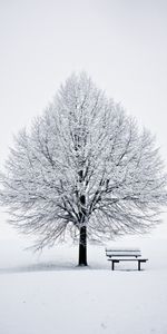 Tree,Wood,Bench,Winter,Snow,Minimalism