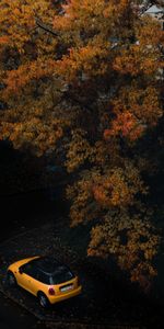 Tree,Wood,Cars,Car,Autumn