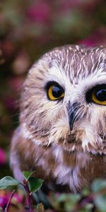 Tree,Wood,Flowers,Owl,Animals