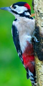 Tree,Woodpecker,Animals,Wood,Bird