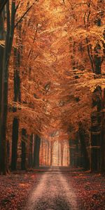 Trees,Alley,Road,Dahl,Nature,Leaves,Autumn,Distance