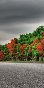 Trees,Alternation,Nature,Road,Autumn