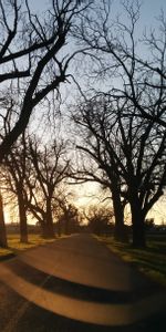 Trees,Asphalt,Nature,Road,Sunset