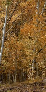 Bouleaux,Arbres,Paysage,Automne