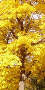 Trees,Autumn,Landscape