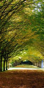 Trees,Autumn,Landscape