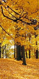 Trees,Autumn,Landscape