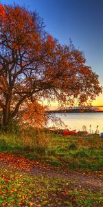 Trees,Autumn,Landscape