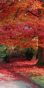 Trees,Autumn,Landscape