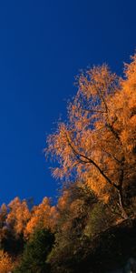 Arbres,Paysage,Automne