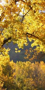 Trees,Autumn,Landscape