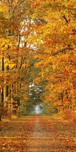 Trees,Autumn,Landscape