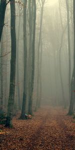 Trees,Autumn,Landscape