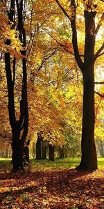 Trees,Autumn,Landscape