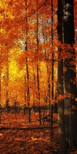 Trees,Autumn,Landscape