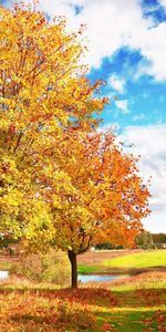 Arbres,Paysage,Automne