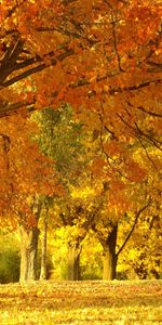 Trees,Autumn,Landscape