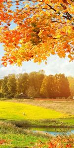 Árboles,Los Campos,Otoño,Paisaje