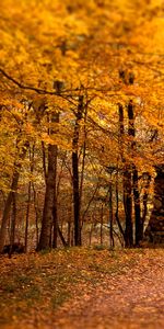 Trees,Autumn,Leaves,Landscape