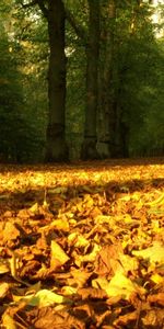 Trees,Autumn,Leaves,Landscape