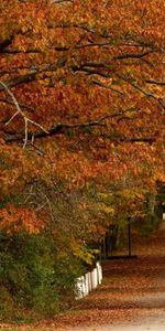 Trees,Autumn,Leaves,Landscape