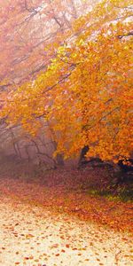 Arbres,Routes,Feuilles,Paysage,Automne