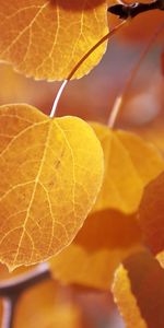 Trees,Autumn,Leaves,Plants