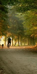 Arbres,Parc,Conduire,Chevaucher,Bicyclette,Le Parc,Divers,Automne