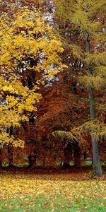 Naturaleza,Árboles,Otoño,Parque,Caer,Lituania,El Parque,Hoja Cae