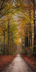 Trees,Autumn,Park,Path,Nature