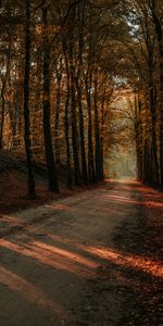 Trees,Autumn,Path,Forest,Nature,Alley