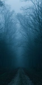 Trees,Autumn,Road,Forest,Nature,Fog