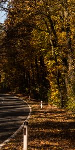 Naturaleza,Árboles,Otoño,Camino,Callejón