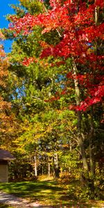 Trees,Autumn,United States,Track,I See,Clear,Lake Mills,Usa,Lodge,Wisconsin,Nature,Forest,Small House