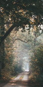 Trees,Beams,Rays,Branches,Path,Nature,Alley