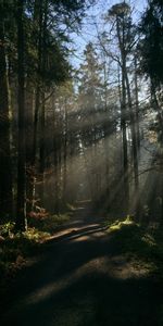 Camino,Árboles,Vigas,Bosque,Sendero,Naturaleza,Rayos