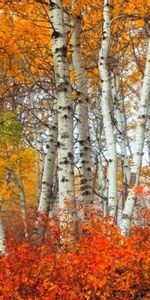 Trees,Birches,Autumn,Landscape