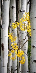 Trees,Birches,Branches,Leaves,Nature