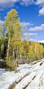 Trees,Birches,Road,Nature,Snow,Forest,Leaves,Spring