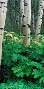 Naturaleza,Árboles,Abedules,Vegetación,Bañador,Ladrar,Corteza,Arboleda