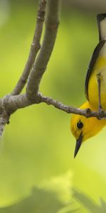 Trees,Bird,Branch,Color,Animals