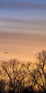 Nature,Branches,Arbres,Oiseau