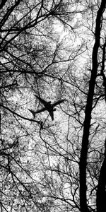 Trees,Branches,Bw,Chb,Airplane,Plane